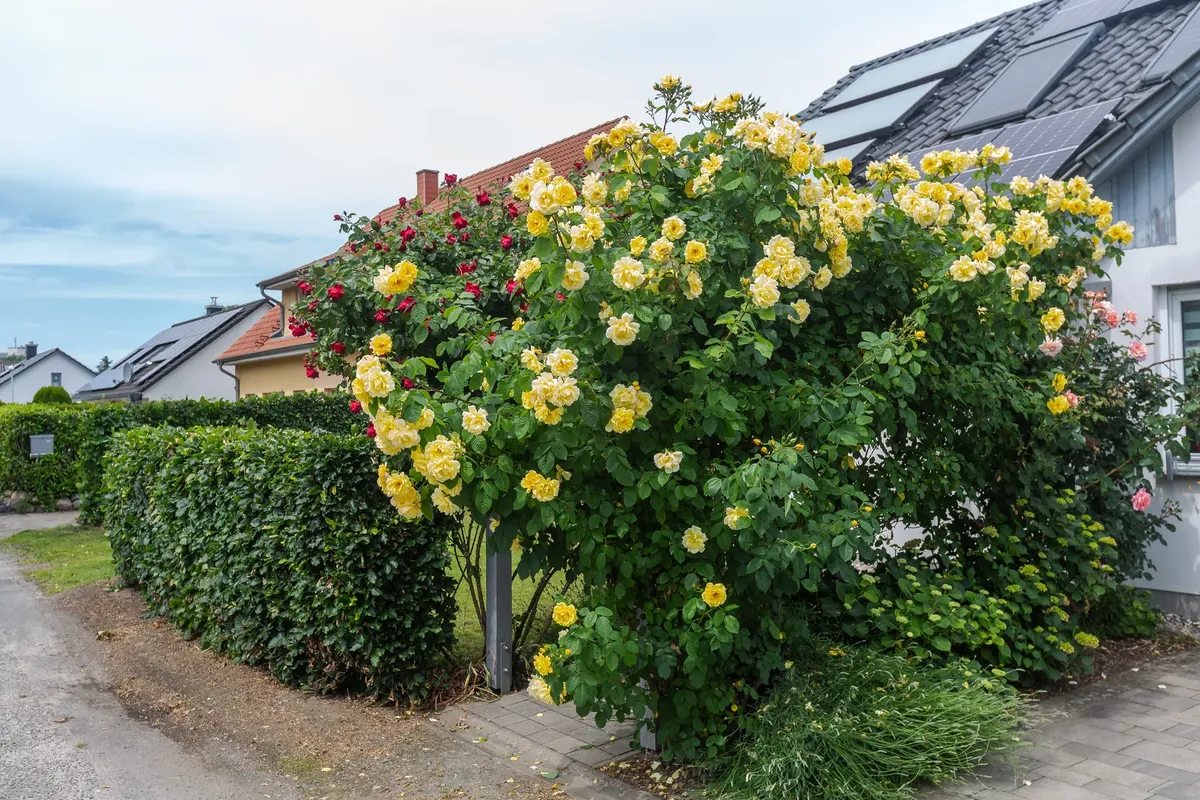 Eingang zur Ferienwohnung Stralsund mit Rosenbogen